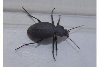 <i>Carabus coriaceus</i>