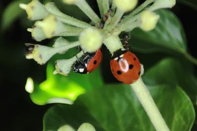 <i>Coccinella septempunctata</i>