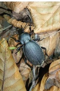 <i>Carabus coriaceus</i>
