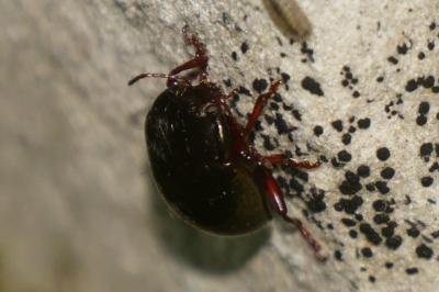 <i>Chrysolina bankii</i>