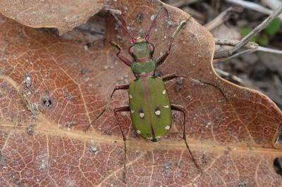 <i>Cicindela campestris</i>