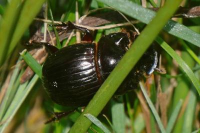 <i>Copris lunaris</i>