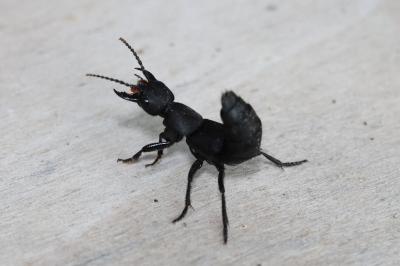 <i>Ocypus olens</i>