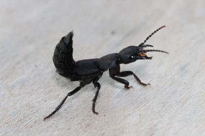 <i>Ocypus olens</i>