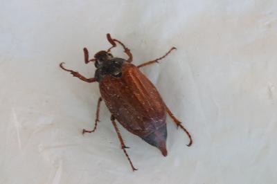 <i>Melolontha melolontha</i>
