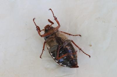 <i>Melolontha melolontha</i>