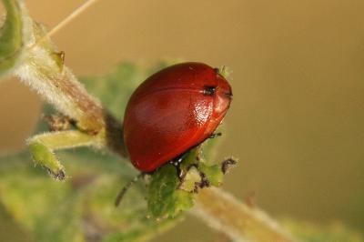 Chrysomela populi