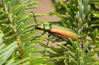 Lytta vesicatoria