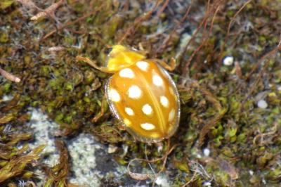 Halyzia sedecimguttata