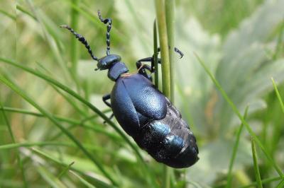 Meloidae