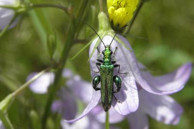 Oedemeridae