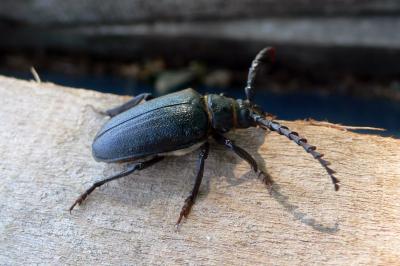 Prionus coriarius