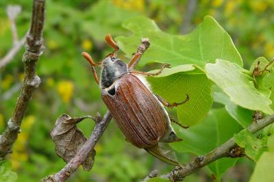 Scarabaeidae