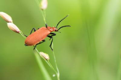 Pyrochroidae
