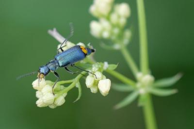 Melyridae