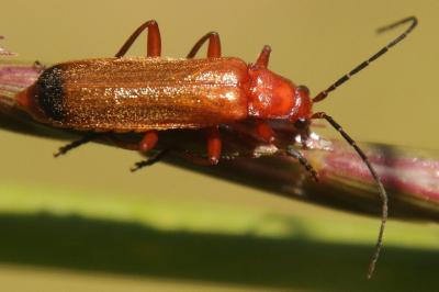 Rhagonycha fulva
