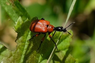 Attelabidae