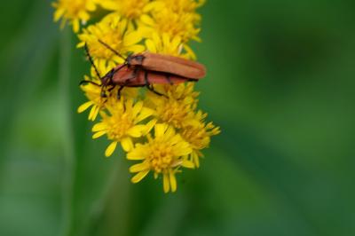 Lycidae