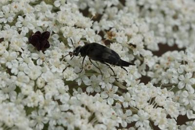Mordellidae