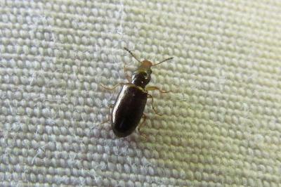 Salpingus planirostris