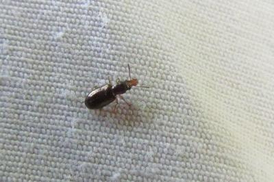Salpingidae