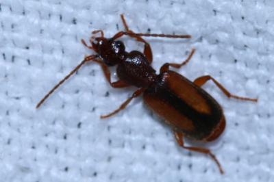 Polistichus connexus