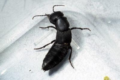 Ocypus olens