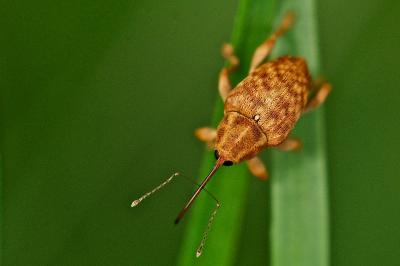 Curculio venosus