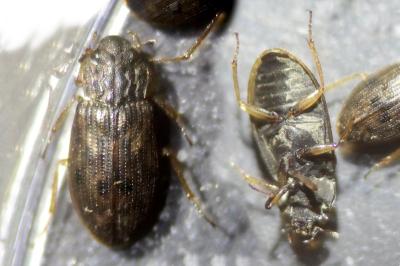 Helophoridae
