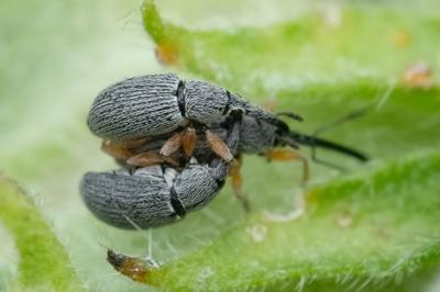 Brentidae