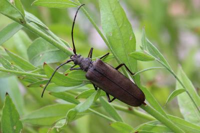 Aegosoma scabricorne