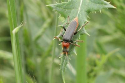 Cantharidae