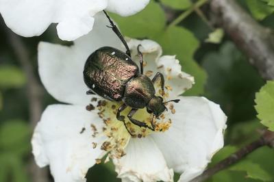 Gnorimus nobilis
