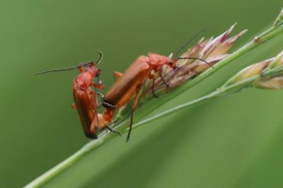 Rhagonycha fulva
