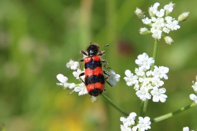Cleridae