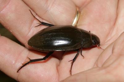 Hydrophilus piceus