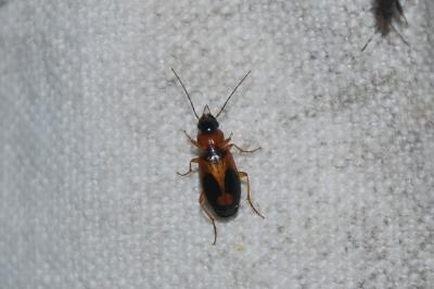 Badister bullatus