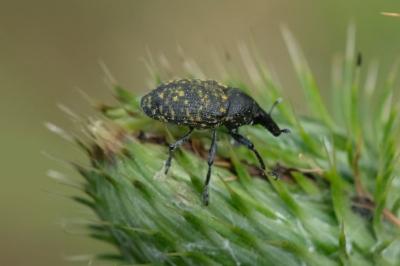 Larinus turbinatus