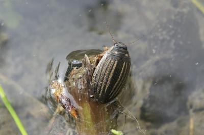 Dytiscidae