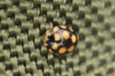 Coccinula quatuordecimpustulata