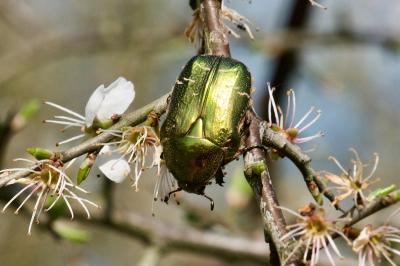 Scarabaeidae