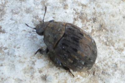 Byrrhidae