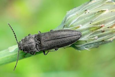 Elateridae