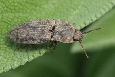 Agrypnus murinus