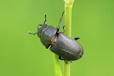 Dorcus parallelipipedus