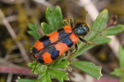 Trichodes apiarius