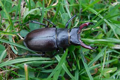 Lucanidae
