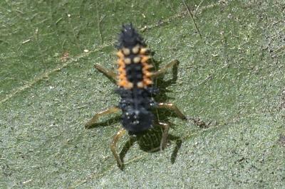 Harmonia axyridis