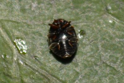 Scymnus schmidti