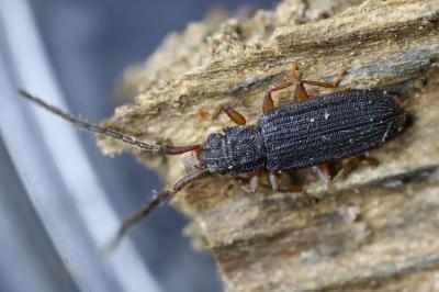Silvanidae